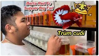 Rickid 16 Tuổi săn c&aacute; VIP Red Fc Supper Big Tail của Thanh Hải Betta v&agrave; c&aacute;i kết