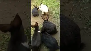 kamyab rabbit farming in colony system 2026