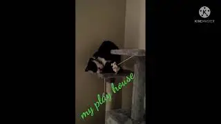 MY PLAYHOUSE//BEANCAT