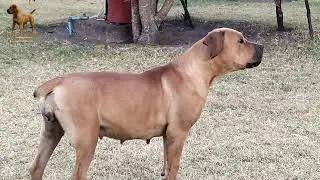 Real Boerboels - Real Marwei &ndash; Up Close and Personal
