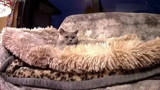 Lola♥️( BKH Silver Tabby Shaded )♥️Geboren 2021♥️Fontastic 2016 V. 1.1 HVD Cam4KHD/FullHD/Ultra HD♥️