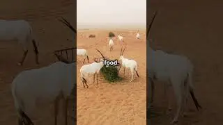 Arabian Oryx: How This Resilient Animal Survives the Desert&rsquo;s Extremes