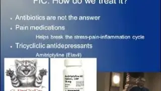 Feline Idiopathic Cystitis Dr. Jon Souders Part III.