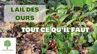 L'AIL DES OURS : ce qu'il faut savoir | LUNDI VERT N&deg;322