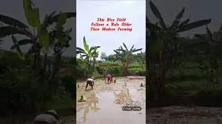 This Rice Field Follows a Rule Older Than Modern Farming