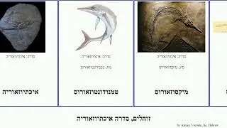 זוחלים, סדרה איכתיוזאוריה reptilia שסטזאורוס מיקסוזאורוס Ellie צ'אוהוזאורוס סימבוספונדילוס North