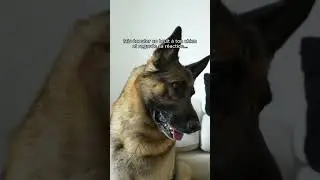 Fais &eacute;couter ce bruit &agrave; ton chien et regarde sa r&eacute;action 😉🐶