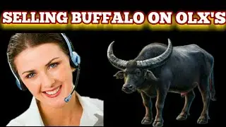SELLING BUFFALO ON OLX  