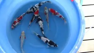 Ogata Jumbotosai Showkoi