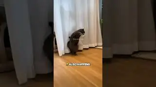 Почему кошки писают на стену?🤔😹 #кот #видео с кошками #шорты #факты #забавныефакты #смешныекоты #...