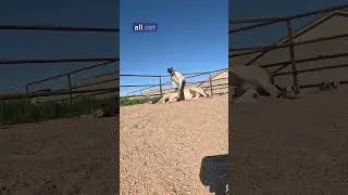 Horse training: lying down under gunfire 