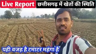 Real Ground Level Report: Organic Tomato Seeds, Jhataka Machine & Power Tiller Profit Explained