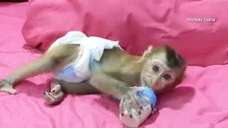 Adorable Monkey Baby Donal Hungry Milk