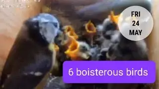 Day 16 in the bluetit nest box.  6 boisterous bluetits.