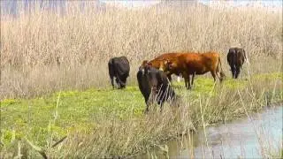 koereigers 2012.wmv