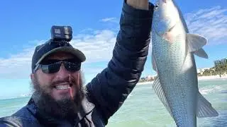 Fixin' To Fish: Catching Red Fish, Blue Fish on Siesta Key Beach at Point of Rocks with a Gold Spoon