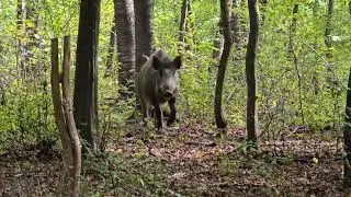 Wildschwein Begegnung beim Pilze suchen🔥😎
