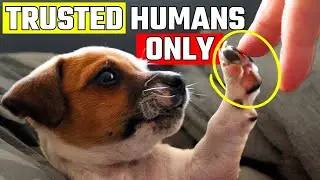 7 Signs Your Dog Trusts You Completely
