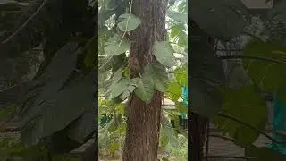Monkey Sound#monkeysounds#monkeyvideo#monkeyofwildlife#zoo#originalvideo#whatsappstatus#shorts#viral