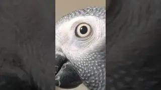 Lip to eye trend with my parrot: how did we do?