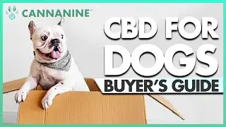 8 Things To Consider Before Buying CBD Oil for Your Dog