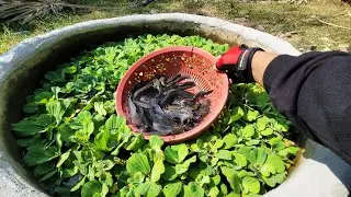 OMG !! Catching Alot of Fish : Catfish, Koi Fish, Goldfish, turtle and other fish. 🐠