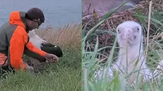 Royal Albatross~😊👍Ranger Colin is removing a  squid beak.~5:22 PM 2026/01/26