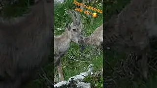 Female ibex cleaning her kid / &Eacute;tagne nettoyant son cabri #nature #wildlife #suisse #cabri #ibex