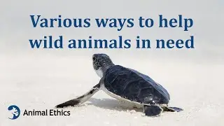 Various ways to help wild animals in need