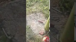 Explosion de p&eacute;tards # 3 | (bison-0)