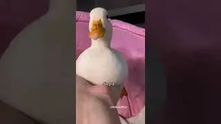 Как распаковать утку от @wrinkletheduck