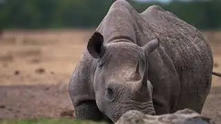 Embark on an Epic Safari in East Africa   GoExplore Safaris