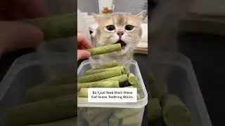 Мой кот продолжал блевать&hellip; 😿