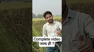 #rice @botany #botanylovers #botany #shorts