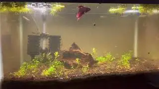 Betta Fish Community Tank Update ( Complete Betta Tank Makeover 10g )