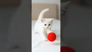 cute baby cat #shortsviral  #shortsfeed #subscribemychannel
