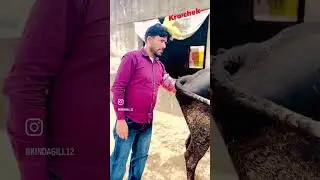 ਕਰੋ ਚੈੱਕ ਇੱਕ ਹੋਰ ਪਿੰਡ ਠੱਠੀ ਭਾਈ #rept&eacute;r #cow #pregnant #positive #amzing