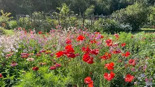 Cottage garden, zone 8, Zinnias, nicotianas, cosmos, scented night stocks