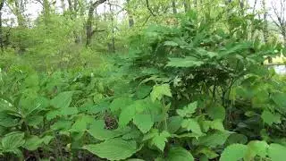 slackwater cimifuga racemosa BDMV Clip3