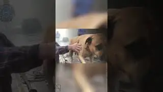 2 AUSTRALIAN POLICE OFFICERS RISK THEIR LIVES TO SAVE THIS GOOD BOY.