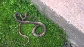 Coachwhip chasing me. Sort of