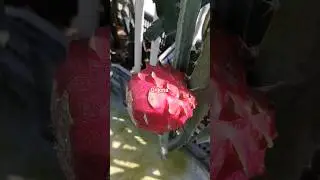 orijona Dragon fruit//rear Dragon fruit//@Krishnas.garden #shorts #shortsfeed #ytshorts #viral
