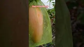 Protecting this beautiful East Indian Mango with a fruit bag. #Mango #pretty #beautiful #fruitbag