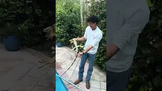 IggyTrap Removes LARGE Iguana from Pool!