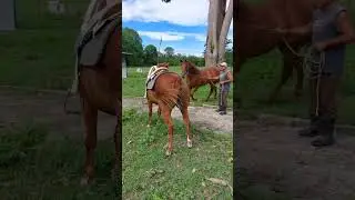 Garanh&atilde;o #cavalos #cavalo #amorporcavalos #duet #horse #amocavalo