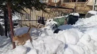 #Snow #Winter #Lebanon #Bcharry #ما-بعد-العاصفة-الثلجية-في-لبنان #wintervibes #naturelovers