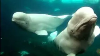 meditacion profunda ballenas