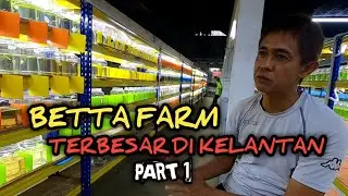 FARM BETTA UNCLE TERBESAR DI KELANTAN.
