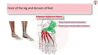 Front of leg and dorsum of foot