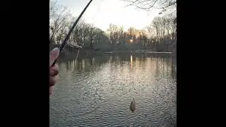 Only Fish I Caught... and My Friend Got Snagged 😂#shortvideo #fishing #crappiefishing #pondfishing